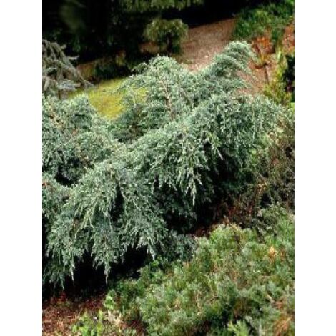 Genévrier écailleux 'Blue Carpet' Pot de 2L/3L (1/3)