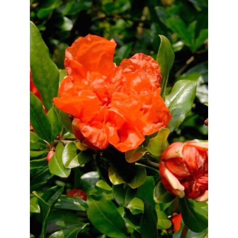 Grenadier 'Pleniflora' Pot de 7,5L/10L, Buisson