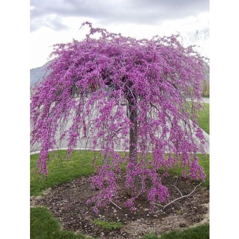 Gainier du Canada 'Cascading Hearts' – Arbuste caduc 250cm – Fleurs rose pâle – Exposition soleil/mi-ombre – Pot de 7,5L/10L (1/5)