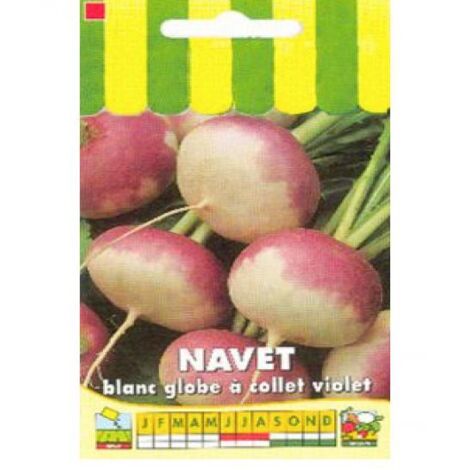 Navet 'Blanc globe à collet violet' le sachet de 2000 graines (5g) (1/2)