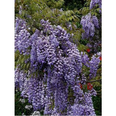 Glycine de Chine 'Caroline' Pot de 2L/3L, Plant greffé de + de 18 mois