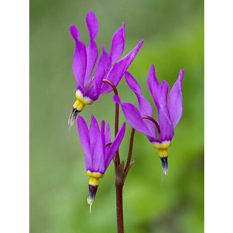 Gyroselle 'Red Wings' Godet de 8/9 cm