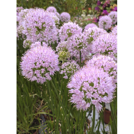 Ail d'ornement 'In Orbit' Pot de 2L/3L