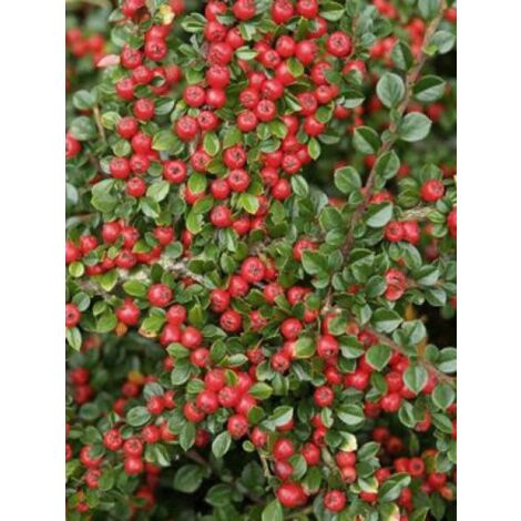 Cotonéaster de Dammer 'Schoon' Pot de 1L/1,5L (1/2)