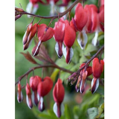 Coeur de Marie 'Valentine' Godet de 7/8 cm