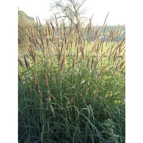 Herbe aux écouvillons incomptum Godet de 8/9 cm (1/4)