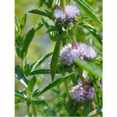 Menthe des cerfs Godet de 8/9 cm (1/5)
