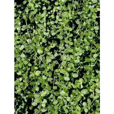 Fusain persistant 'Minimus' Pot de 2L/3L