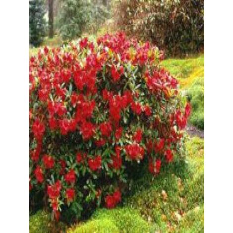 Rhododendron 'Elisabeth' Pot de 4L/5L (1/3)