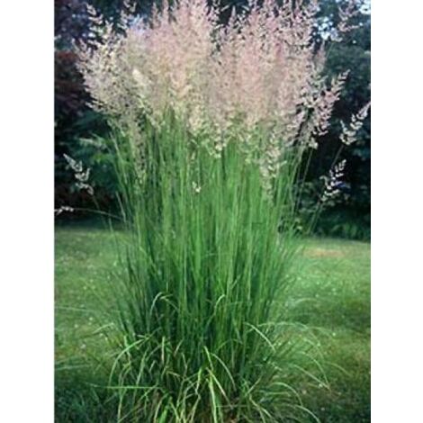 Calamagrostide 'Karl Foester' Pot de 2L/3L