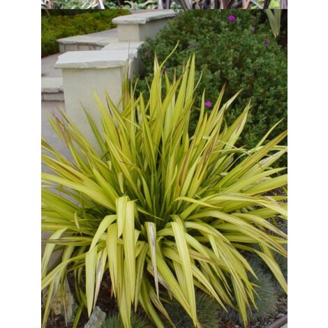 Lin de Nouvelle-Zélande 'Yellow Wave' Pot de 2L/3L (1/2)