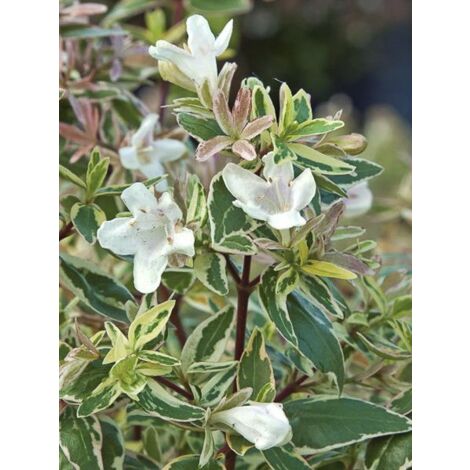 Abélia à grandes fleurs 'Sparkling Silver' Pot de 7,5L/10L (1/5)