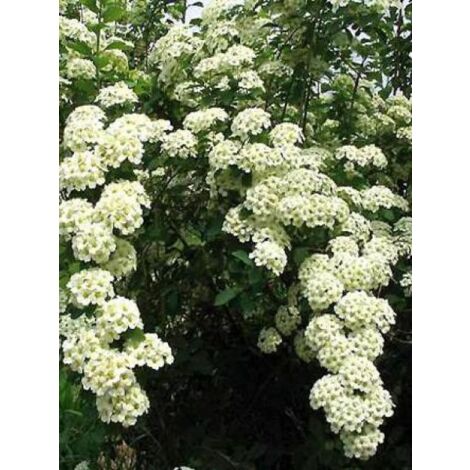 Spirée de vanhoutte Pot de 2L/3L (1/5)