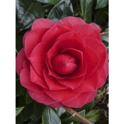 Camélia du Japon 'Coquetti ' Pot de 4L/5L (1/2)