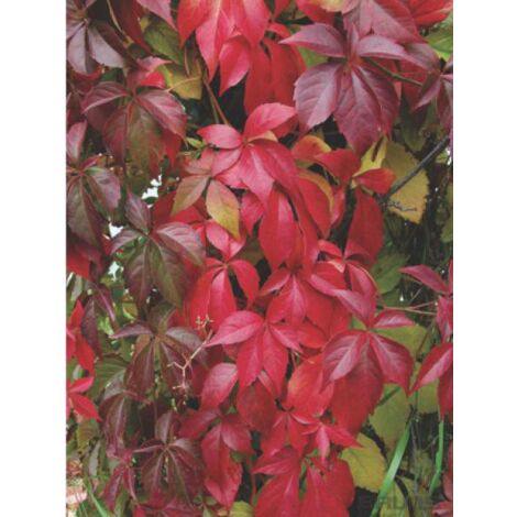 Vigne vierge vraie, Vigne vierge de Virginie 'Engelmannii' Pot de 2L/3L