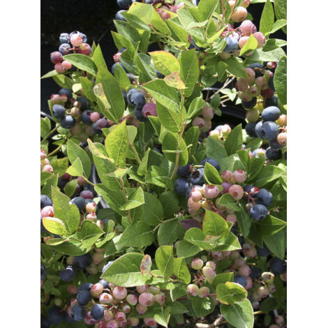 Myrtille d'Amérique 'Brigitta Blue' Godet de 8/9 cm (1/2)