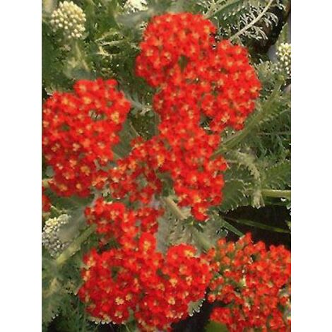 Achillée 'Walter Funke' Godet de 8/9 cm