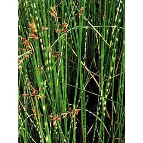 Scirpus lacustris tabernaemontani 'Zebrinus' Godet de 8/9 cm