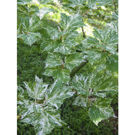 Érable à peau de serpent 'Albolimbatum' Pot de 12L/15L (1/2)