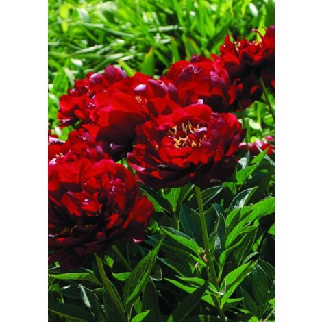 Pivoine 'Buckeye Belle' Pot de 3L/4L