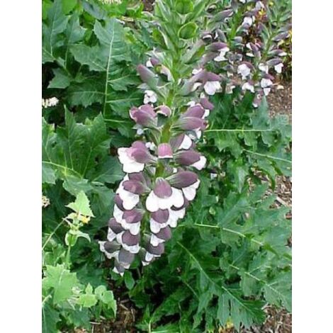 Acanthe mollis 'Latifolius' Godet de 8/9 cm