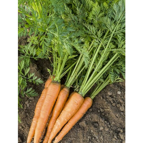 Carotte le sachet de 850 graines (1g) (1/2)
