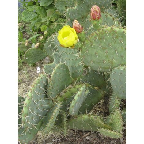 Cactus raquette 'Var. Rastrera' Pot de 4L/5L (1/5)