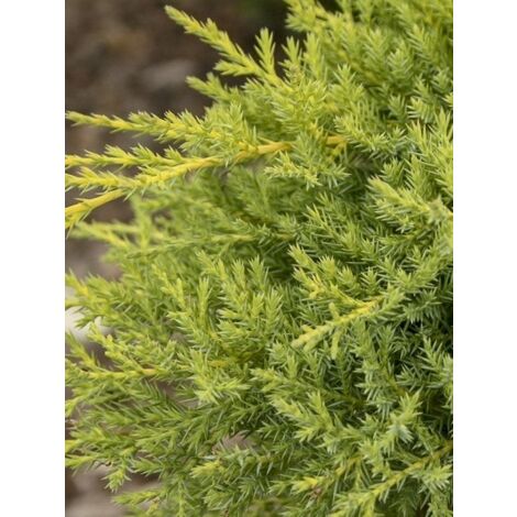 Genévrier 'Goldkissen' Pot de 7,5L/10L (1/5)