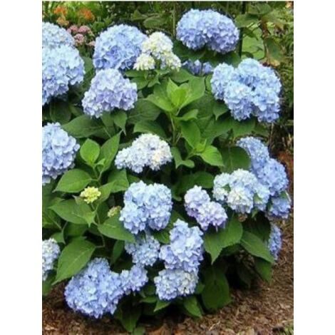 Hortensia 'Endless Summer'® The Original Pot de 2L/3L