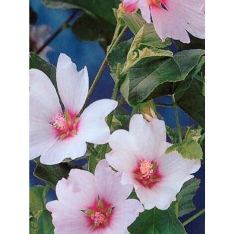 Mauve en arbre, Lavatère 'Barnsley' Pot de 2L/3L (1/5)