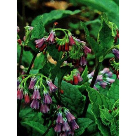 Consoude officinale – Plante vivace 80 cm – Fleurs violettes – Sol humide et riche – Résistante aux maladies