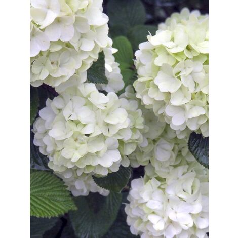Viorne 'Opening Day' Pot de 3L/4L (1/3)