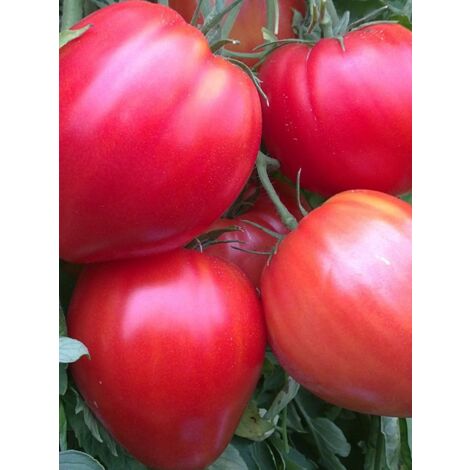 Tomate 'Coeur de boeuf' le sachet de 150 graines (0,5g) (1/2)