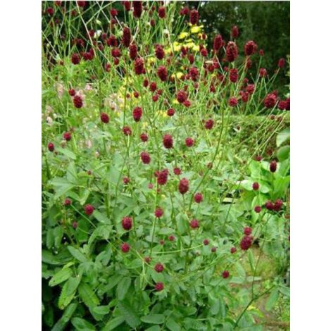 Pimprenelle officinale 'Tanna' Godet de 8/9 cm (1/3)