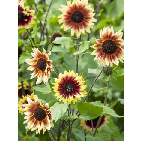Soleil, Tournesol 'Magic Roundabout F1' le sachet de 25 graines (1/2)