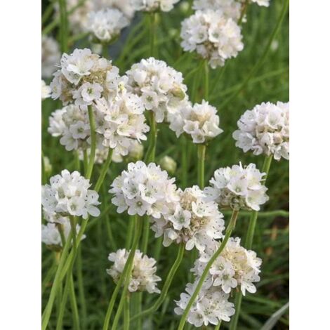 Gazon d'Espagne 'Ballerina White' Godet de 8/9 cm (1/5)