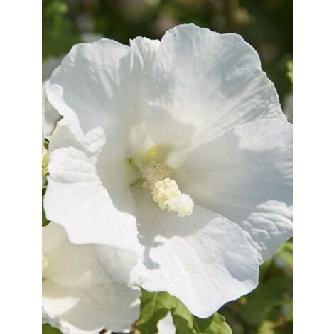 Mauve en arbre 'Eléonore' Pot de 7,5L/10L (1/4)