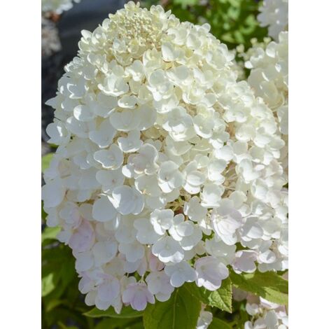 Hortensia paniculé 'Tickled Pink'