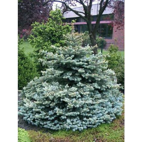 Sapin bleu épicéa du Colorado 'Glauca Globosa' – Hauteur 150 cm – Exposition soleil/mi-ombre – Pot 2L/3L – Feuillage persistant bleu argenté (1/4)