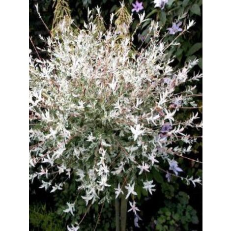 Saule crevette 'Hakuro Nishiki' – Arbuste caduc 150 cm – Feuillage vert et rose – Exposition mi-ombre – Pot de 2L/3L