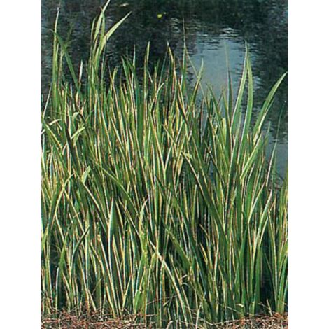 Jonc odorant 'Variagata' Godet de 8/9 cm