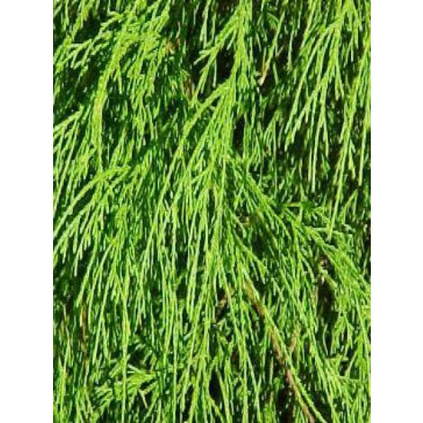 Cyprès Sawara 'Sungold' Pot de 7,5L/10L (1/4)