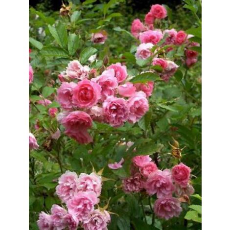Rosier rugueux 'Pink Grootendorst' Pot de 4L/5L (1/3)