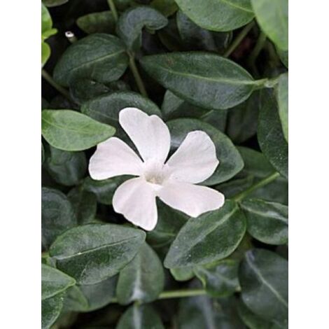 Petite pervenche 'Elisa'® Godet de 8/9 cm