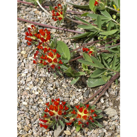 Anthyllis 'var. coccinea' Godet de 8/9 cm (1/2)