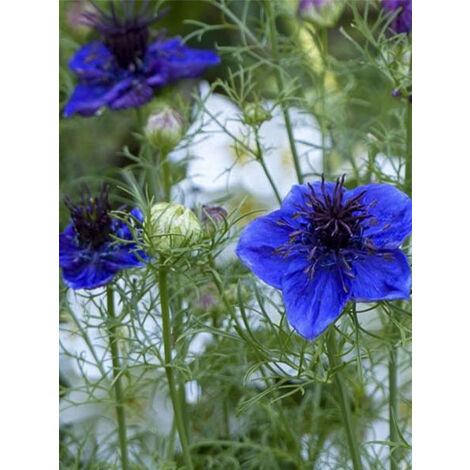 Nigelle d'Espagne le sachet de 750 graines (1g) (1/2)