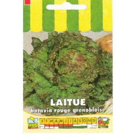 Laitue batavia 'Rouge Grenobloise' le sachet de 2500 graines (3g) (1/2)
