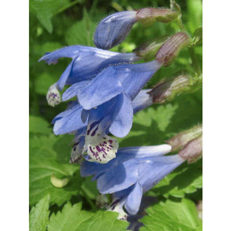 Meehania 'Japan Blau' Godet de 8/9 cm (1/2)