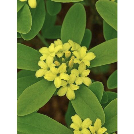 Bois-joli 'Royal Crown' Pot de 2L/3L (1/3)