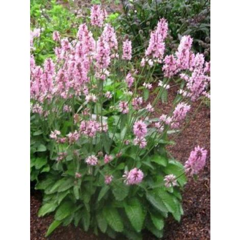 Bétoine officinale, Épiaire 'Pink Cotton Candy' Pot de 2L/3L (1/2)
